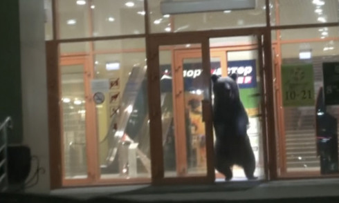 Bear Goes Shopping in Khabarovsk, Dies