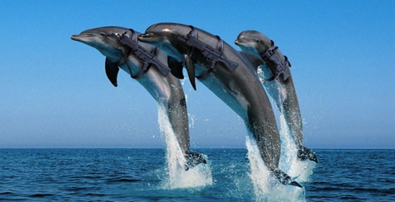 Russia's Defense Ministry to buy five dolphins