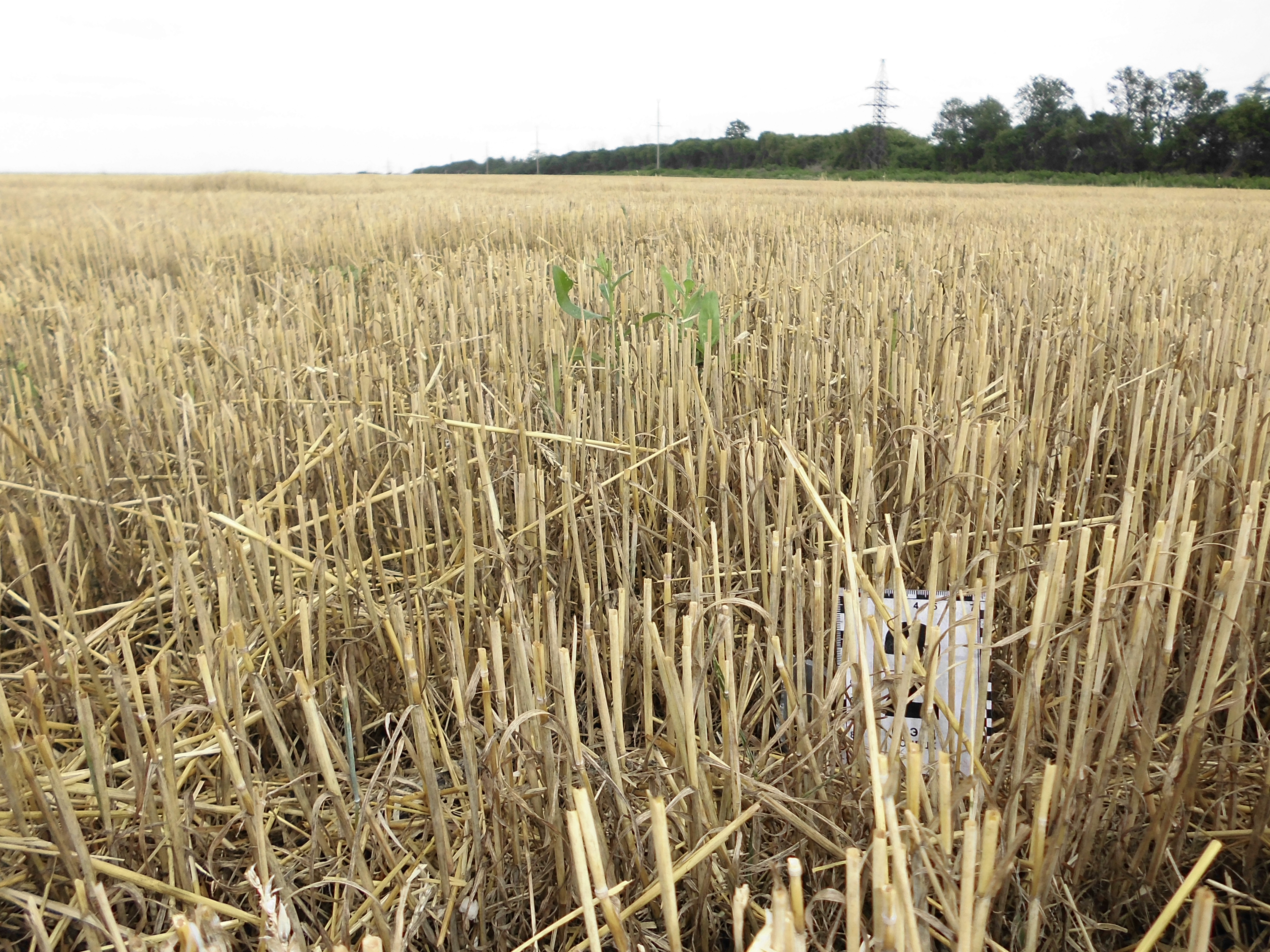 MH17 Ukraine Plane Crash: Additional Details Revealed (+Exclusive Photos from the Scene)