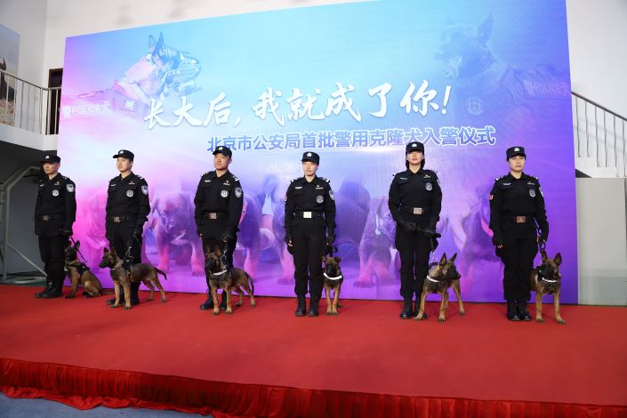 Beijing Police Accepts Six Cloned Dogs Into Service (Photos)