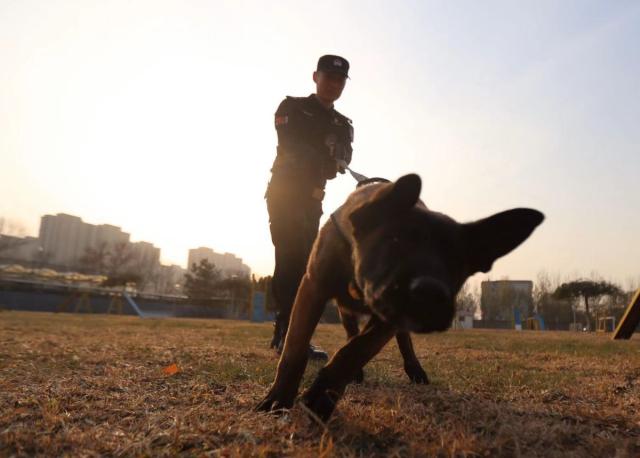 Beijing Police Accepts Six Cloned Dogs Into Service (Photos)