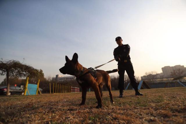 Beijing Police Accepts Six Cloned Dogs Into Service (Photos)