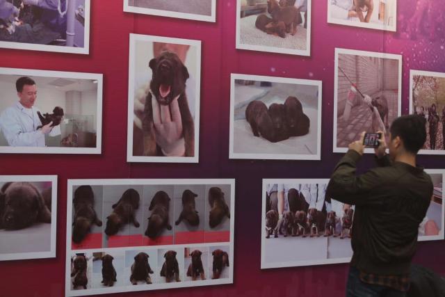 Beijing Police Accepts Six Cloned Dogs Into Service (Photos)