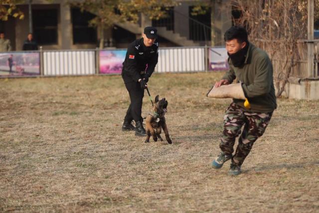 Beijing Police Accepts Six Cloned Dogs Into Service (Photos)