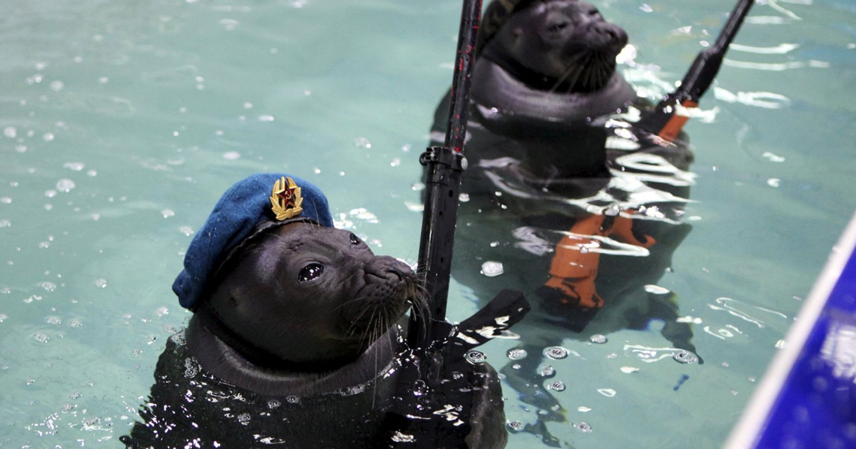 Russia Deployed Its Navy Seals And Dolphins To Defend Tartus Port, Syria: Covert Shores Report