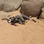 Mali: Four UN Peacekeepers, Two Soldiers Killed In Two Separate Attacks (Photos)