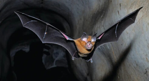 Wuhan Scientists Planned To Release 'Chimeric Covid Spike Proteins' Into Bat Populations Using 'Skin-Penetrating Nanoparticles'