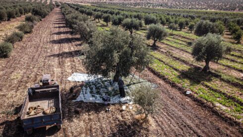 Militants Violate Rights Of Syrian Civilians, Cutting Olive Trees In Afrin