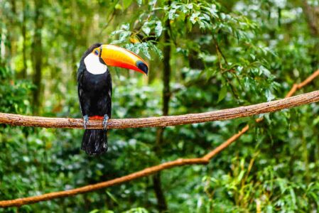 Bolsonaro’s Brazil Could See Itself Excluded From Talks On The Amazon Rainforest