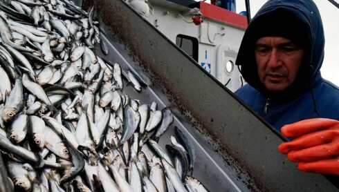 Boomerang Effect: Sanctions On Russian Seafood Affecting West