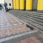 Drone Debris Found Near Ukraine's Parliament After Overnight Attack (Photos)