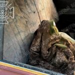 The Dead Don’t Lie: Ukraine’s Grotesque Spin on Body Returns From Russia (18+)