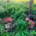 The Dead Don’t Lie: Ukraine’s Grotesque Spin on Body Returns From Russia (18+)