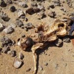 Syria Says No ‘Corridor’ For Druze As More Crimes Are Unveiled (+18 Photos, Videos)